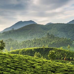 Munnar 2