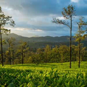 Ooty 1